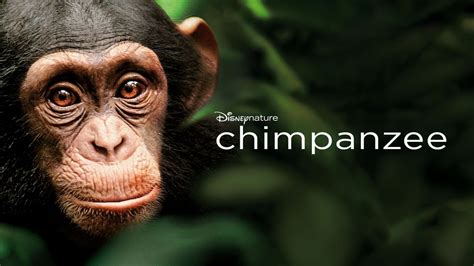 Acting Performance Review Chimpanzee Movie